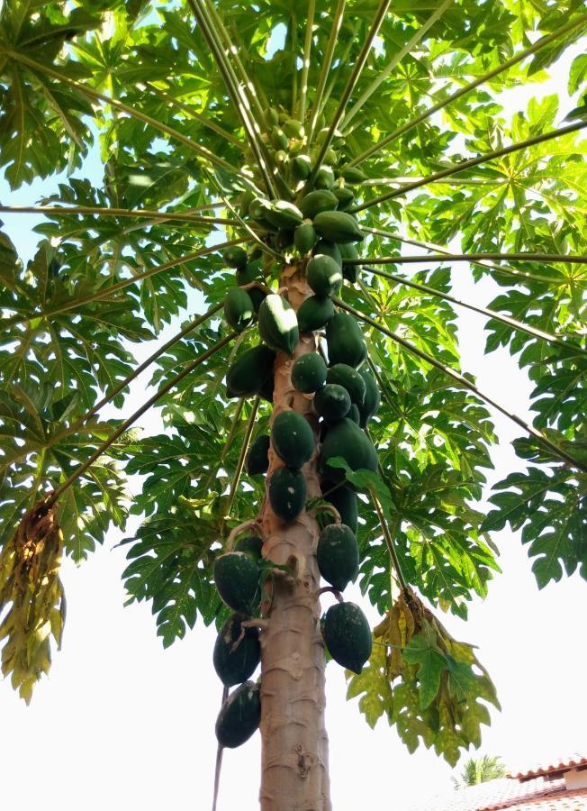 Pousada Perola Do Rio باريرينهاس المظهر الخارجي الصورة